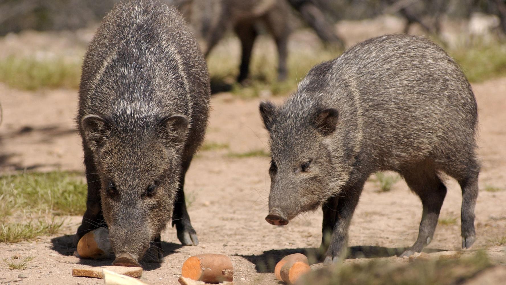 Javelina attacks in Arizona prompt reminder not to feed wildlife